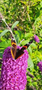 Close-up of butterfly on purple flower