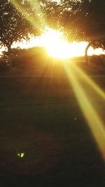 Sun shining through trees