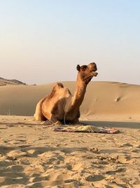Camel sitting on sand at desert against clear sky