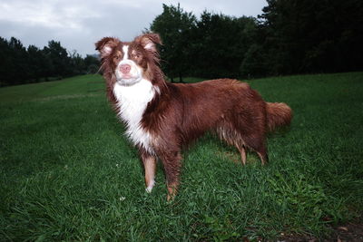 Portrait of dog on grassy field