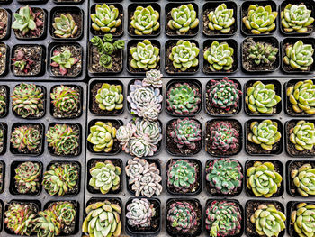 Full frame shot of various succulent plants 