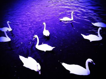 Bird swimming in lake