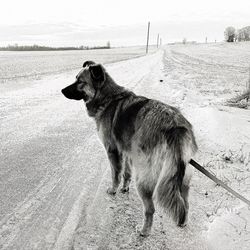 Dog standing on beach