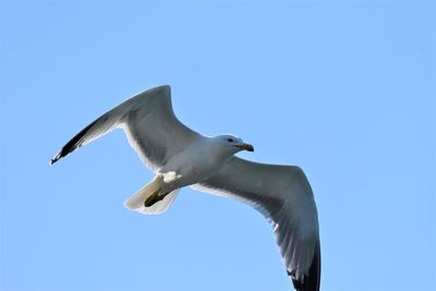 Low angle view of seagull flying against clear blue sky