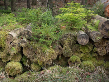 Trees growing on field in forest