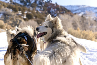 Close-up of sled dogs out in the snow doing what they love best