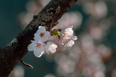 Close-up of white cherry blossom tree against background of blurred cherry blossoms.