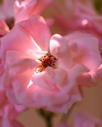 Close-up of pink flower