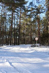 Trees on snow covered land