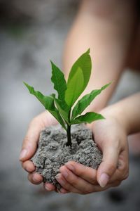 Close-up of hand holding plant