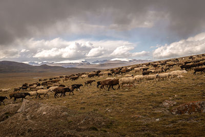 Flock of sheep in a field