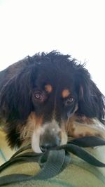 Close-up portrait of dog