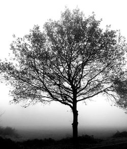 Bare trees on landscape