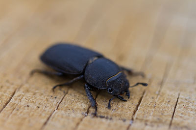 High angle view of beetle on wood