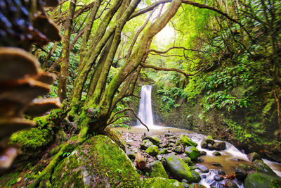 Scenic view of waterfall in forest