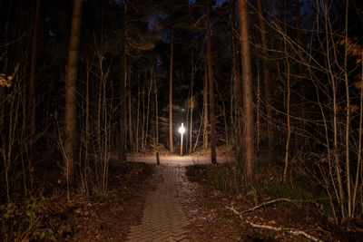 Illuminated road amidst trees in forest at night