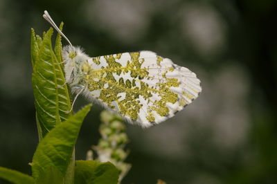 Close-up of white flowering plant leaves