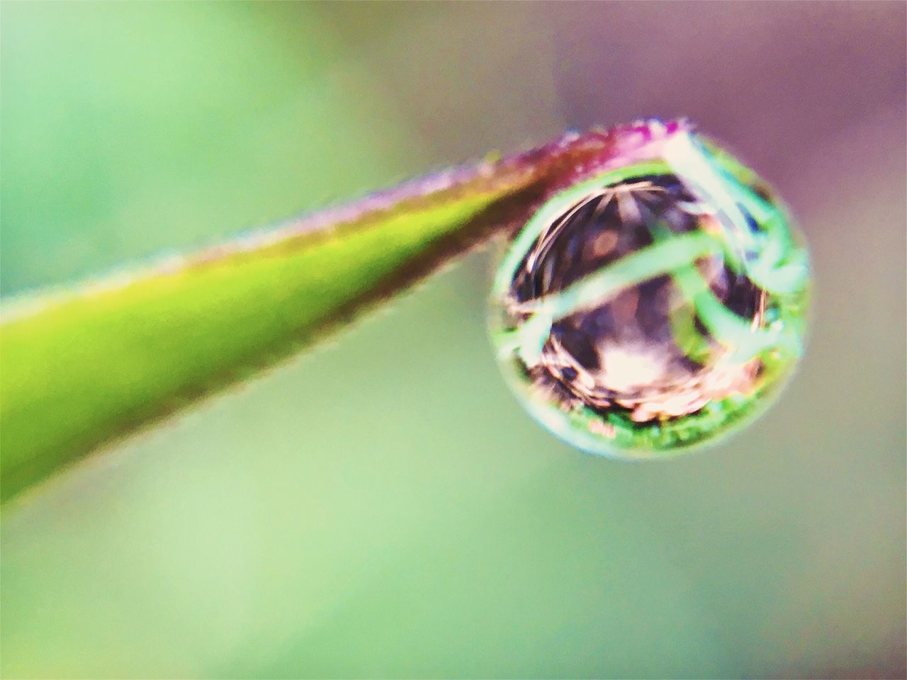 EXTREME CLOSE-UP OF FLOWER BUD