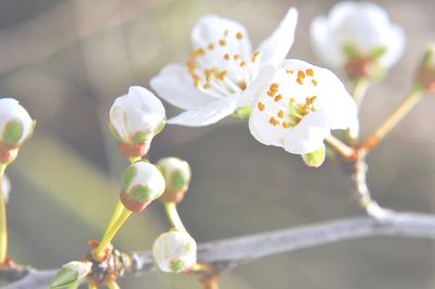 Close-up of flowers against blurred background