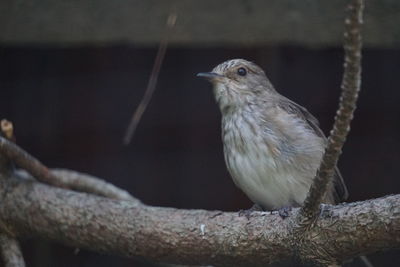 Close-up of bird perching on branch