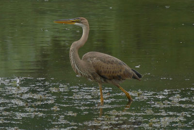 Bird in lake