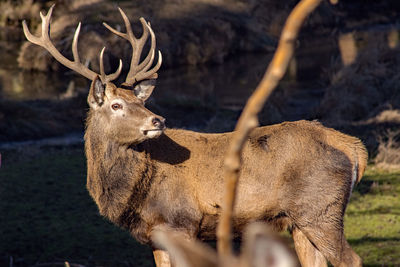 Deer standing on field