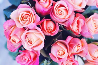 Close-up of pink roses