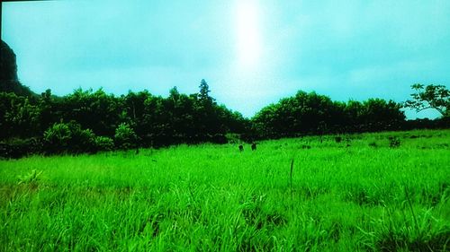 Scenic view of grassy field against sky