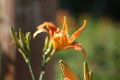 Close-up of orange flowering plant