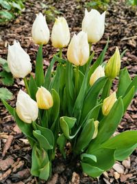 Close-up of white flowering plants