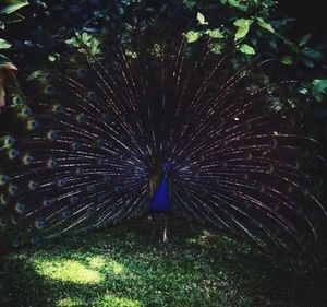 peacock