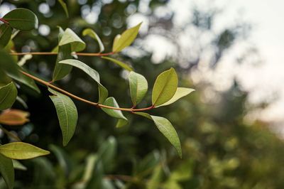 Close-up of green leaves