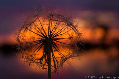 Close-up of flower against sky during sunset