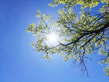 Low angle view of sunlight streaming through tree