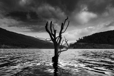 Bare tree on mountain by sea against sky
