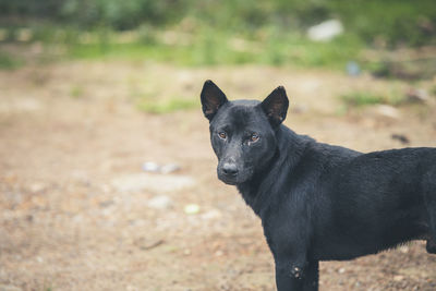 Portrait of black dog on land