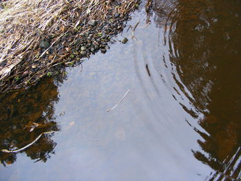 High angle view of bird in lake