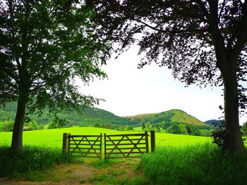 Trees on field against sky