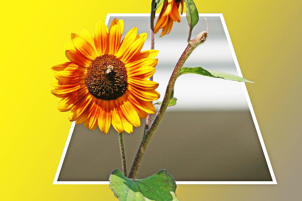 CLOSE-UP OF YELLOW FLOWER IN VASE