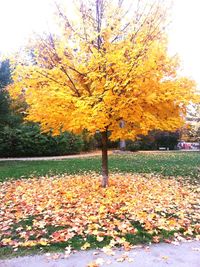 Autumn leaves in park