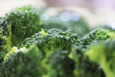 Close-up of broccoli