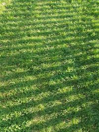 Full frame shot of grass