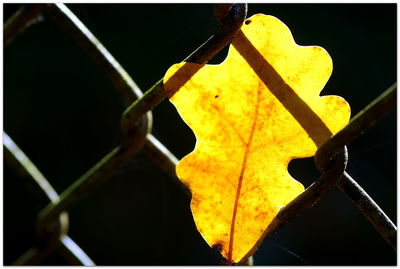 Close-up of yellow maple leaf on tree