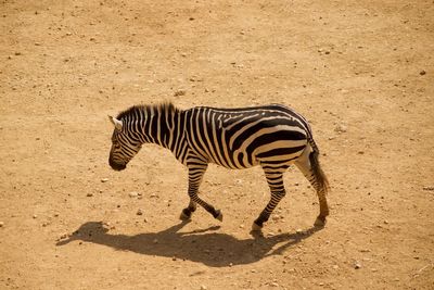 Zebra standing on ground