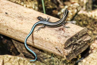 Close-up of lizard on rock