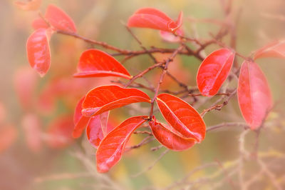 Close-up of water drops on plant