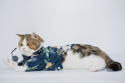 Songkran and summer season concept with scottish cat wearing summer cloth and sunglasses on white 