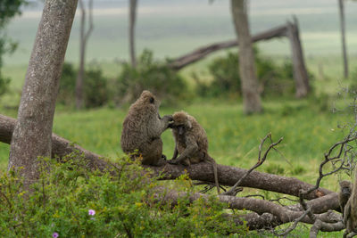 Monkey sitting on stone wall