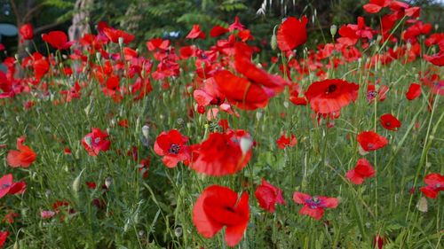 Red poppy flowers blooming on field