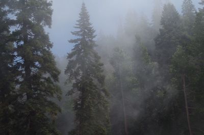 Low angle view of trees in forest against sky